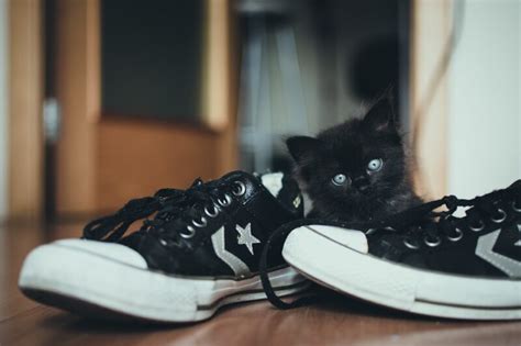 Schoenen stinken naar kattenpis, oorzaak en oplossing.